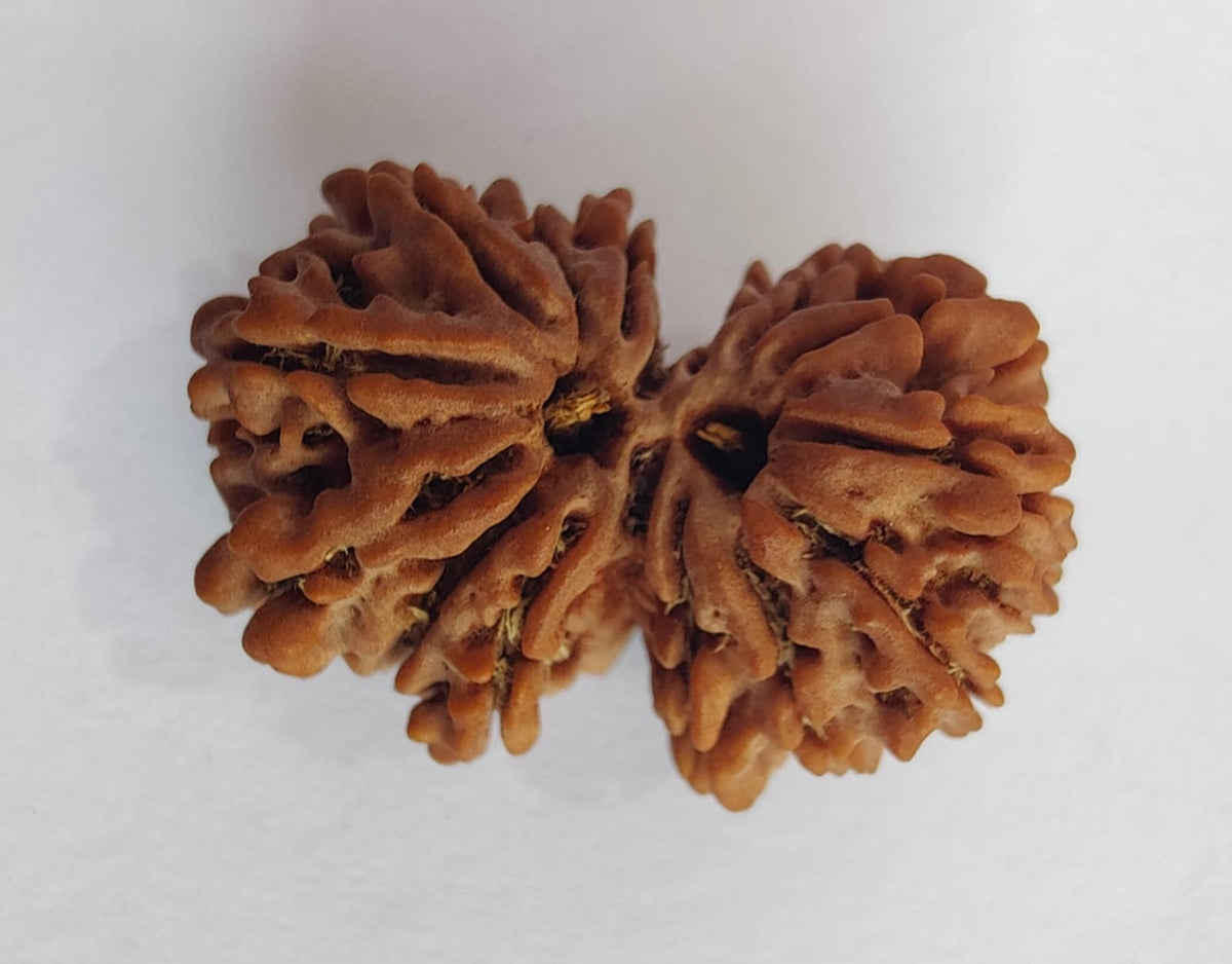 Gauri Shankar Nepalese Rudraksha, Divine Shiva Shakti Rudraksha