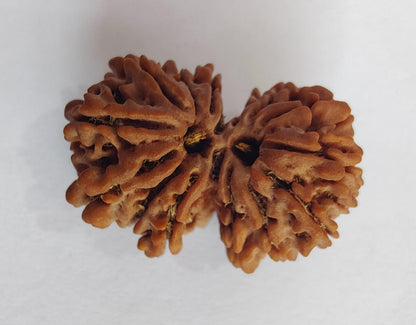 Gauri Shankar Nepalese Rudraksha, Divine Shiva Shakti Rudraksha