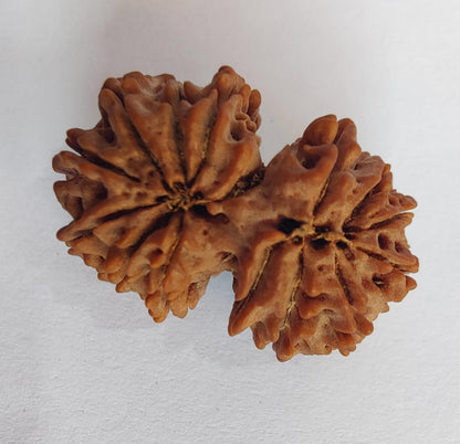 Gauri Shankar Nepalese Rudraksha, Divine Shiva Shakti Rudraksha