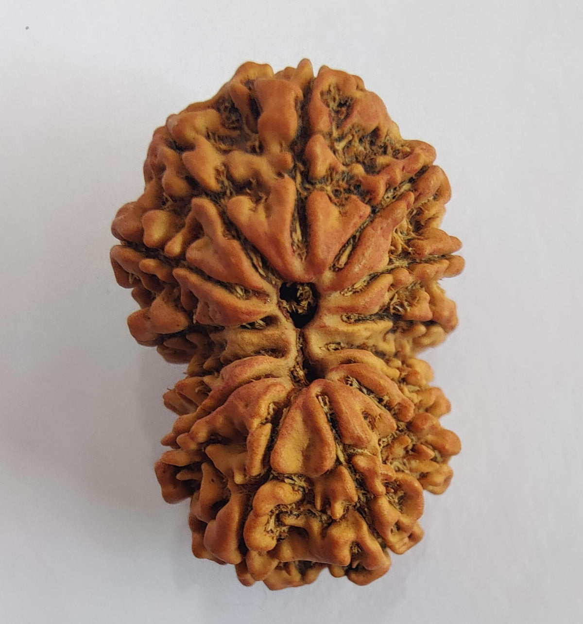 Gauri Shankar Nepalese Rudraksha, Divine Shiva Shakti Rudraksha