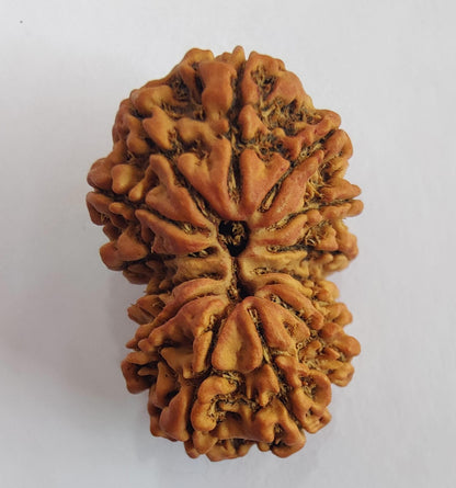 Gauri Shankar Nepalese Rudraksha, Divine Shiva Shakti Rudraksha