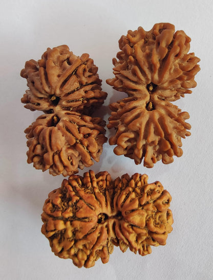 Gauri Shankar Nepalese Rudraksha, Divine Shiva Shakti Rudraksha