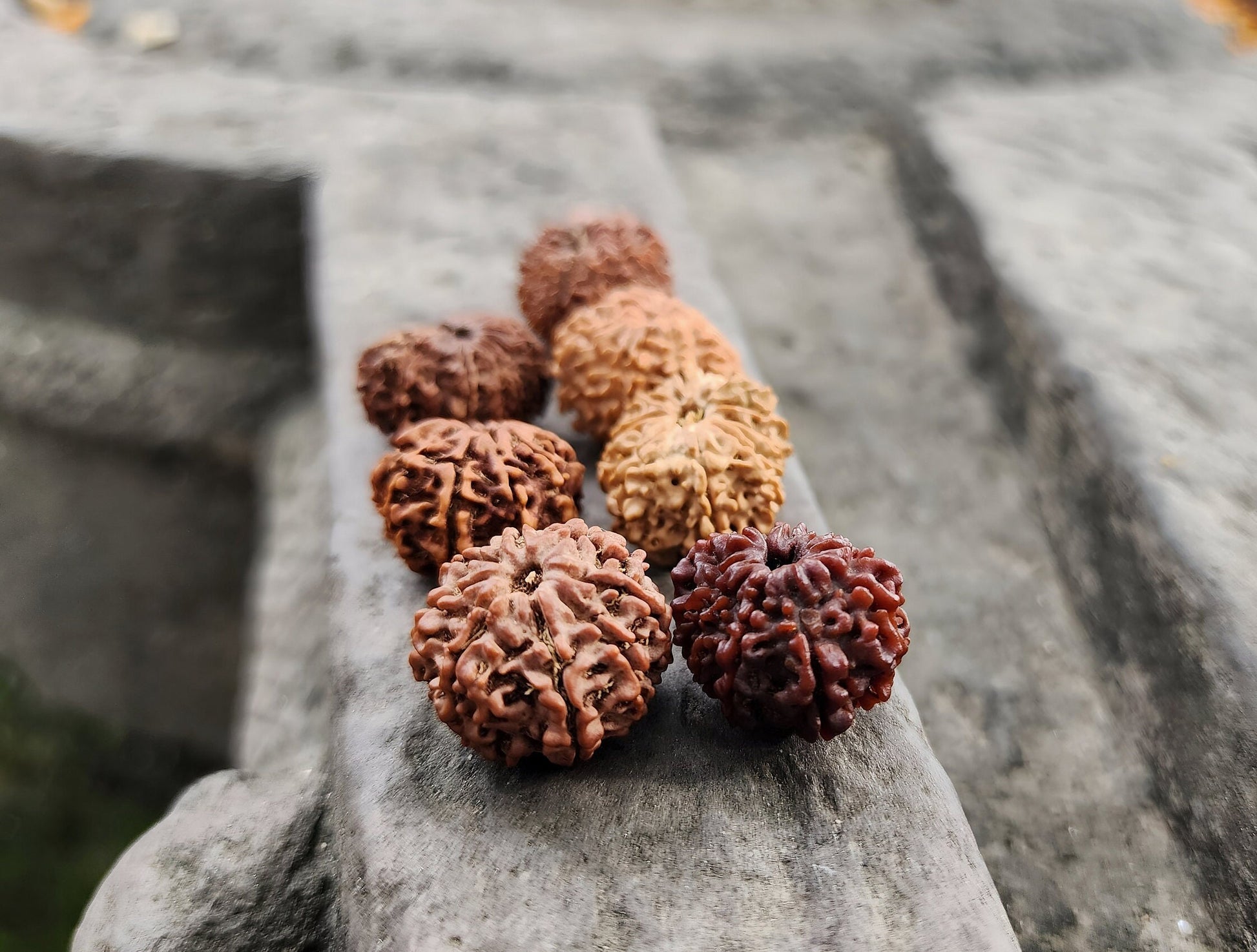 Rare Natural Nepalese Rudrakhsha Seeds, Original 8-14 Faces Rudraksha Set