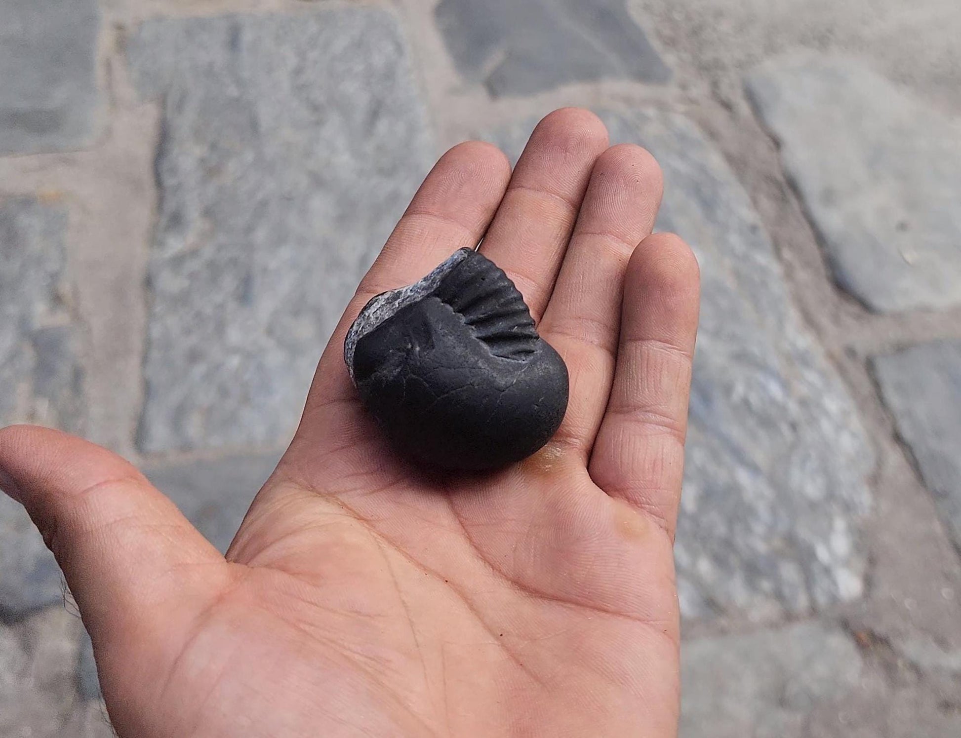 Pisces Lucky Stone – Rare Fish-Shaped Sacred Shaligrama For Intuition And Spiritual Flow