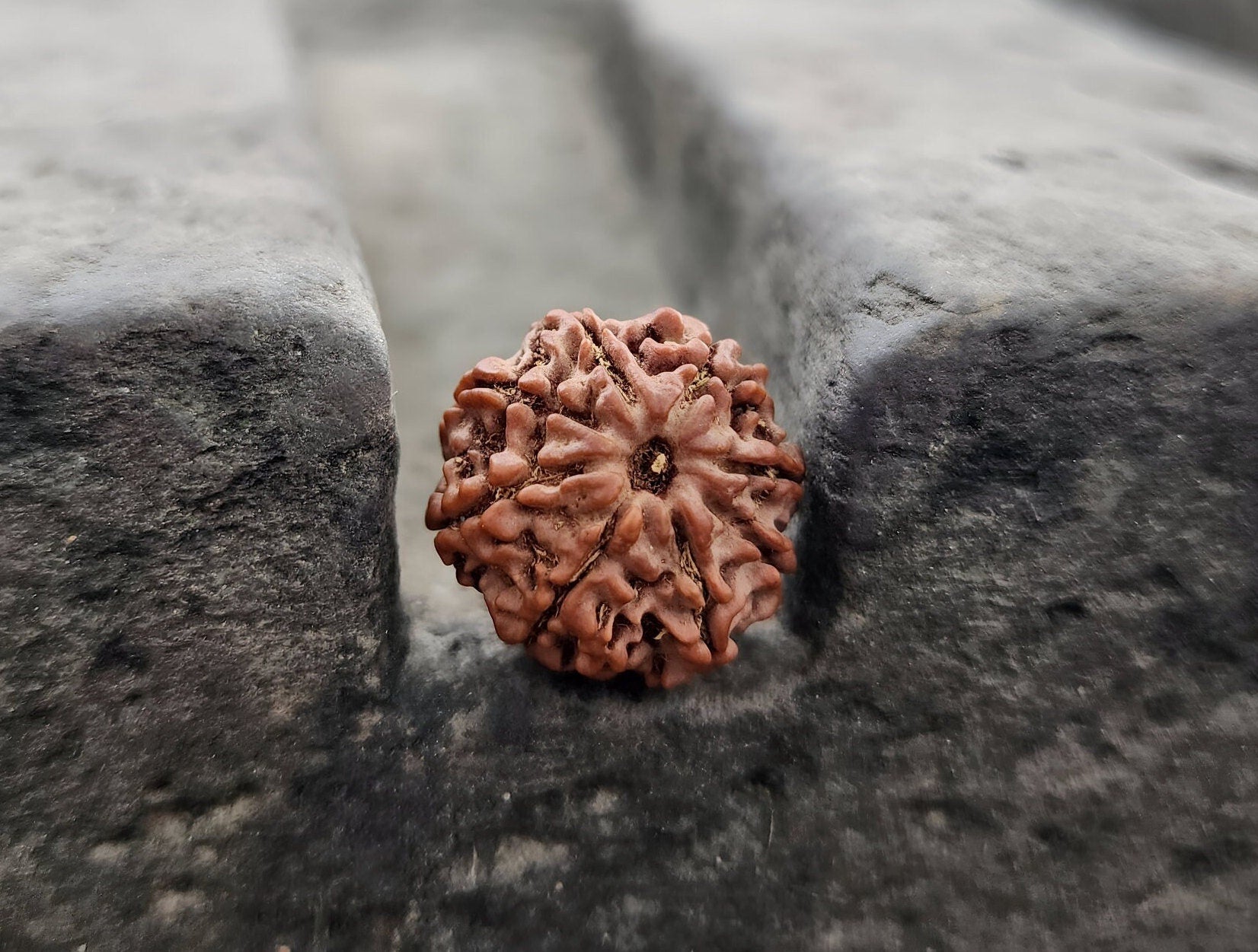 Original 8 Mukhi Rudraksha Beads, Collector Premium Quality