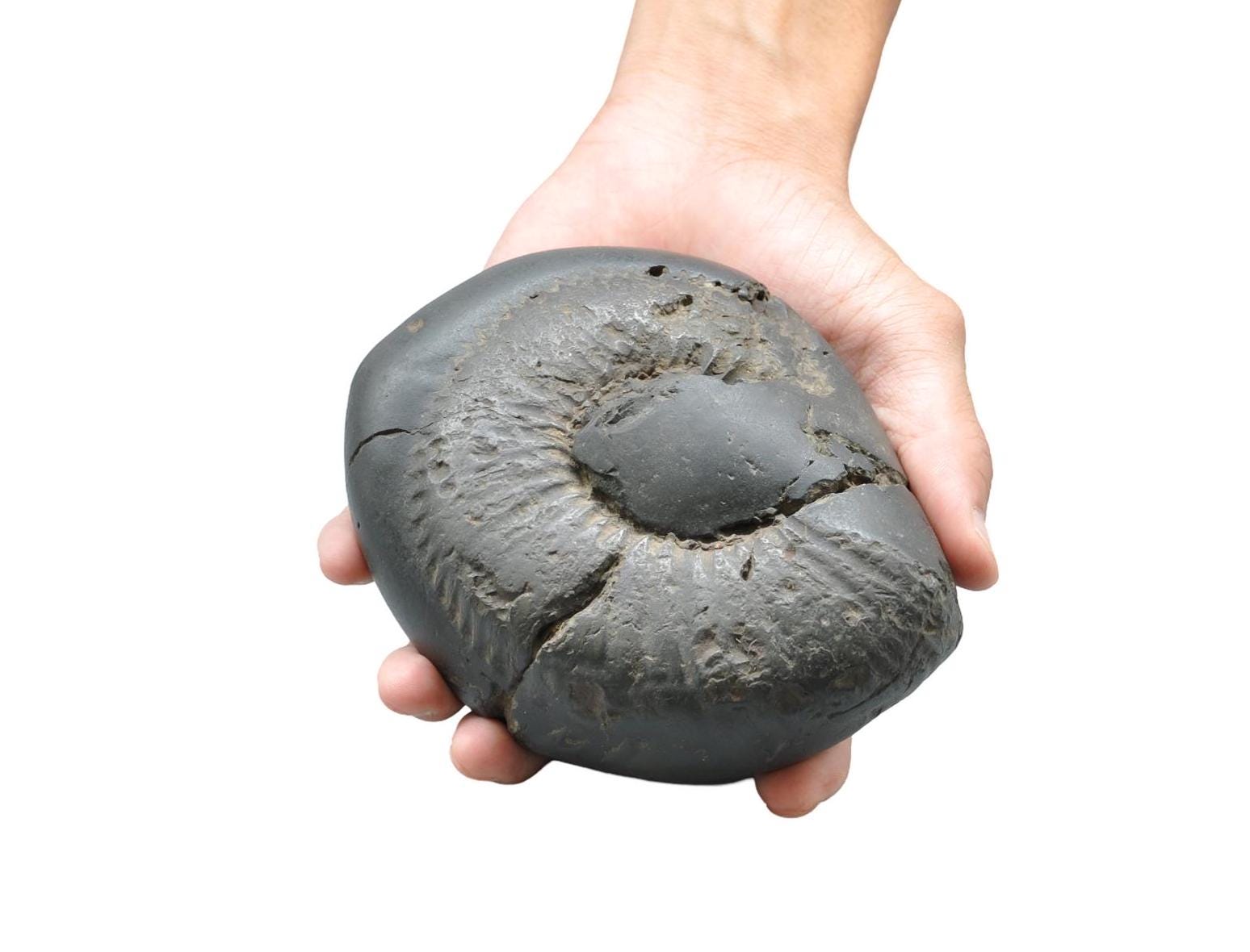 Surya Sun God Deity Shaligram Stone