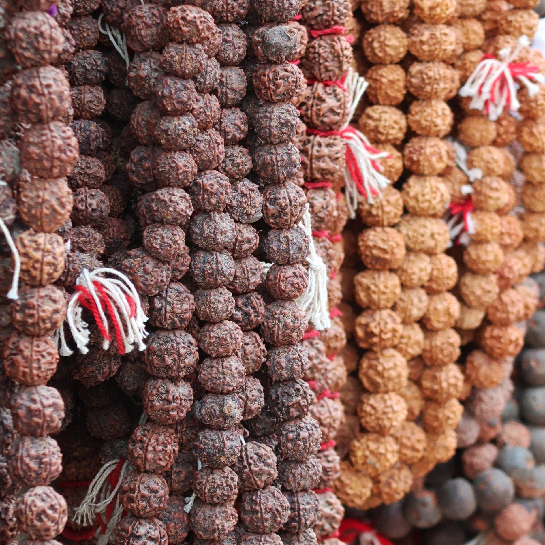 7-Faced Rudraksha (Saat Mukhi)