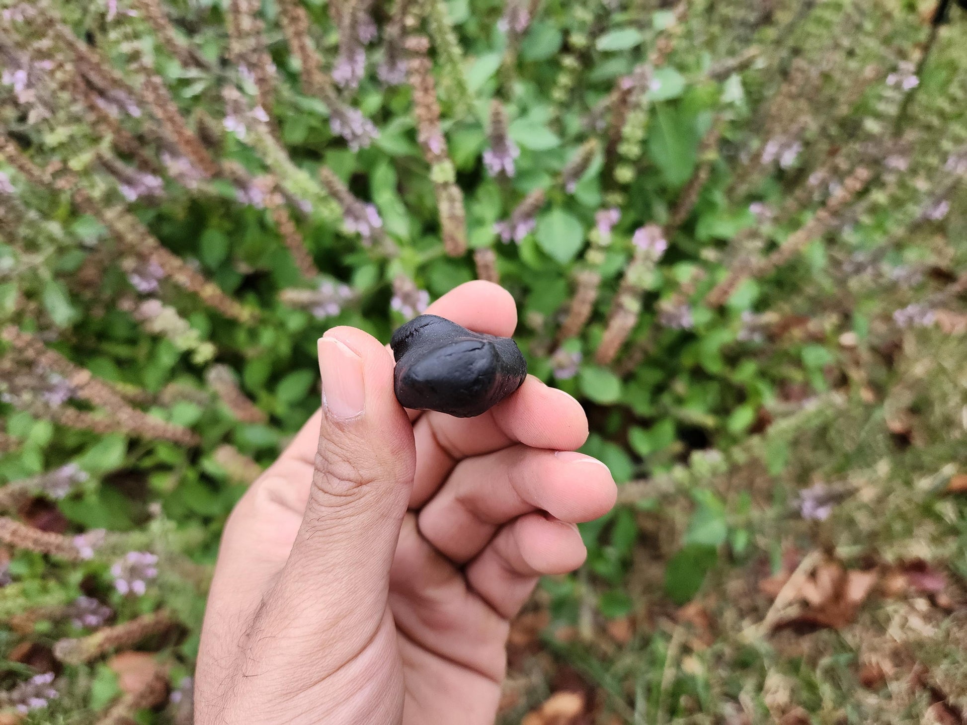 Awakened Vishnu Shaligram Sacred Stone From The Himalayas
