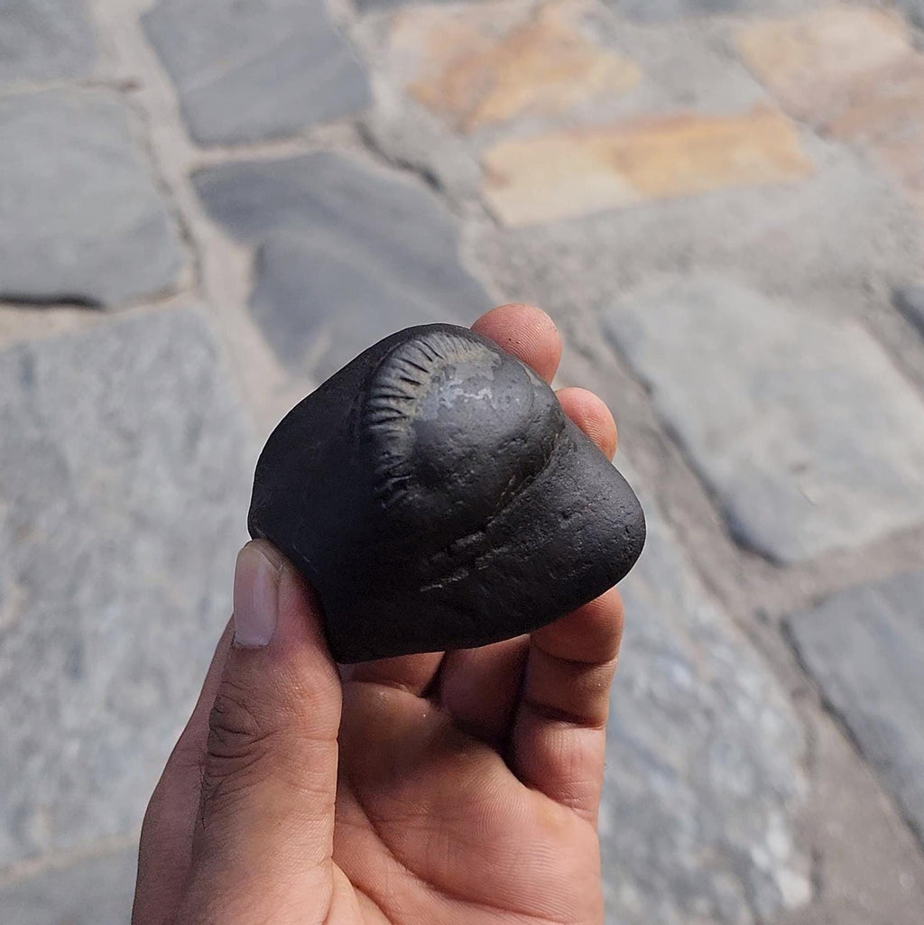 Samboo Shankar Nama Shivaya Shaligrama From Nepal, Stone For Om Devotion