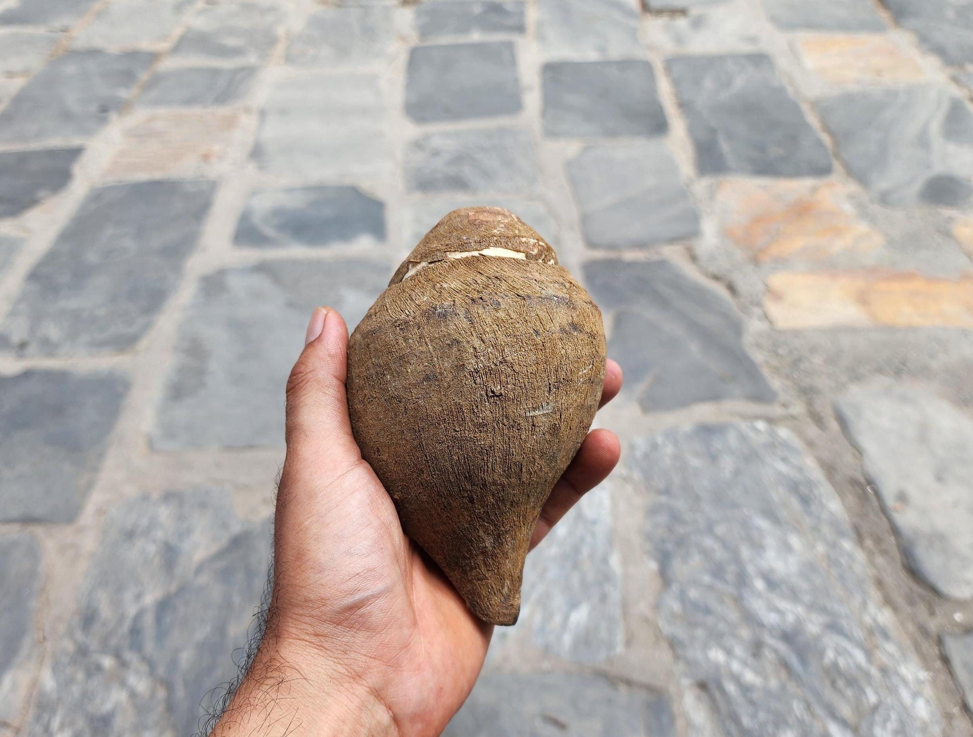 Premium Quality Raw Unaltered Sankha Conch Shell