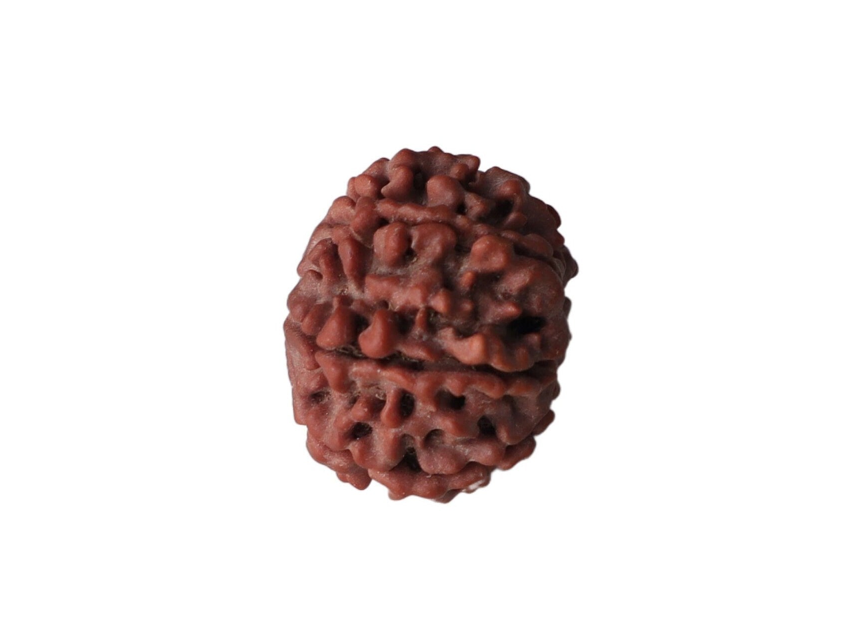 7-Faced Rudraksha (Saat Mukhi)