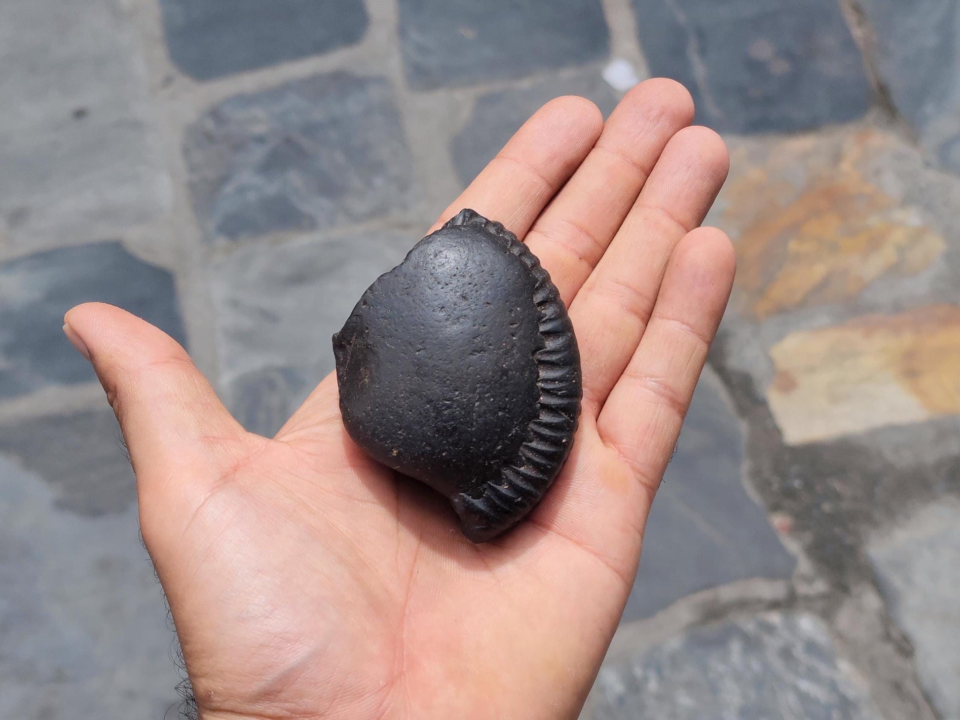 Double Chakra Shaligram