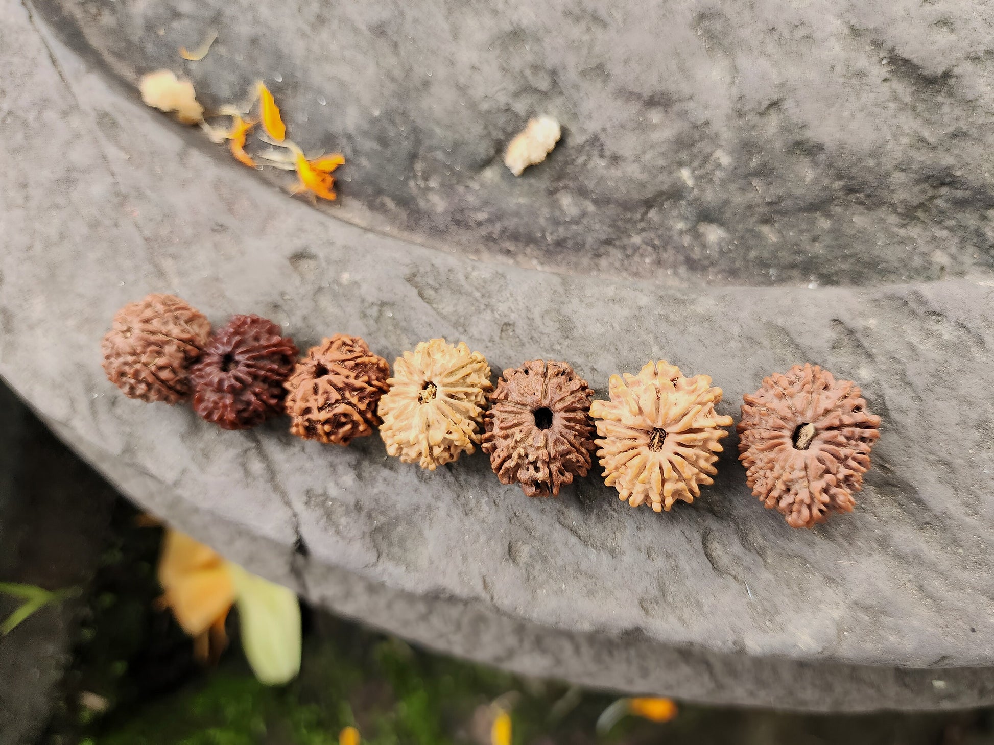 Rare Natural Nepalese Rudrakhsha Seeds, Original 8-14 Faces Rudraksha Set