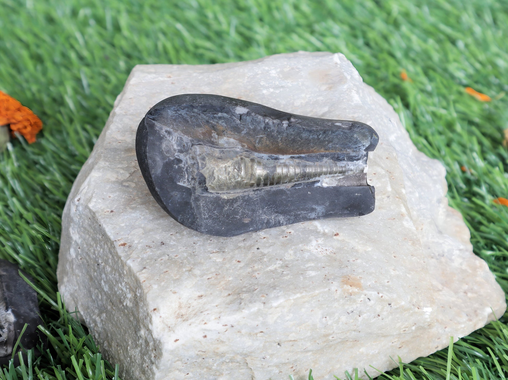 Shiva Linga Shaligram From Muktinath Nepal