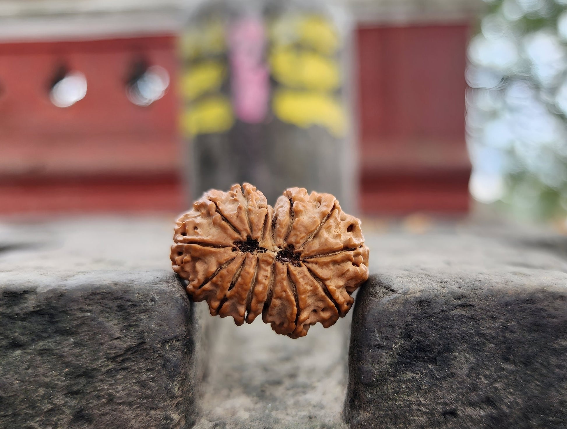 Original 14 Mukhi Rudraksha Bead, Collector Premium Quality, Sacred Saturn And Hanuman Blessing