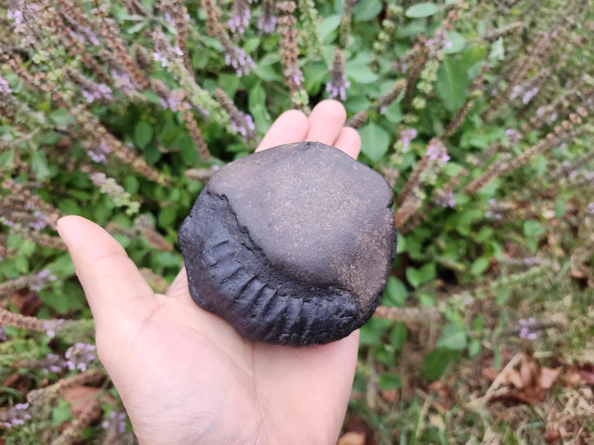 Large Cosmic Chakra Lord Vishnu Shaligram