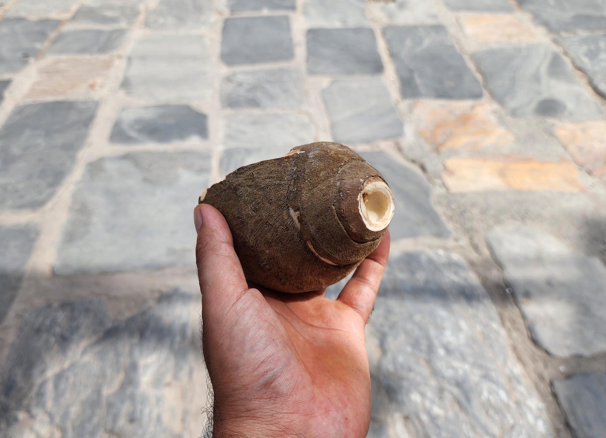 Premium Quality Raw Unaltered Sankha Conch Shell