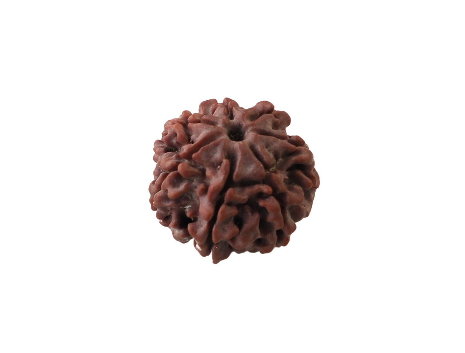 7-Faced Rudraksha (Saat Mukhi)