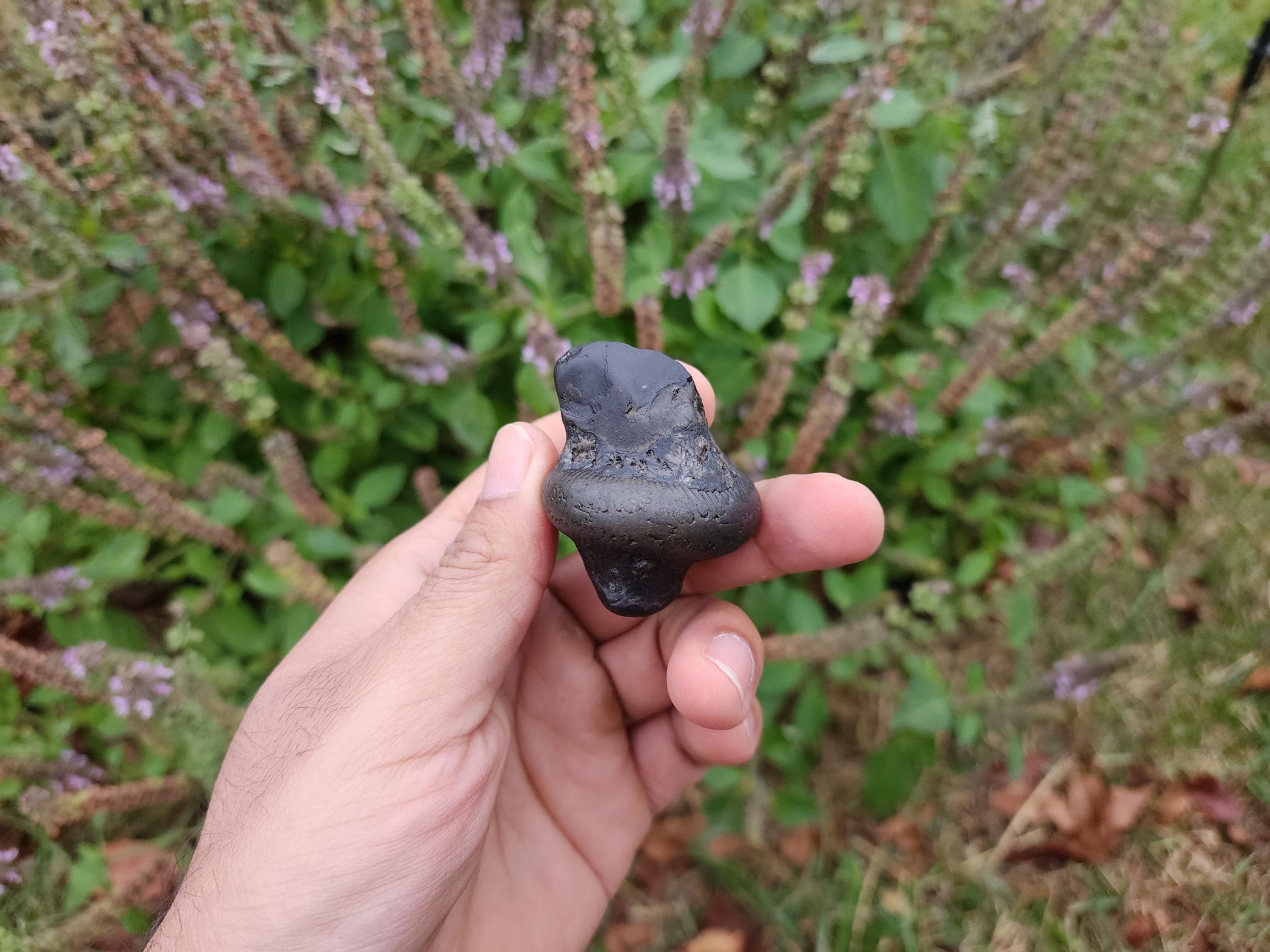 Parsuram Shaligram