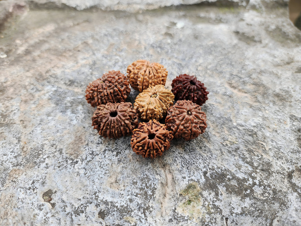 Rare Natural Nepalese Rudrakhsha Seeds, Original 8-14 Faces Rudraksha Set
