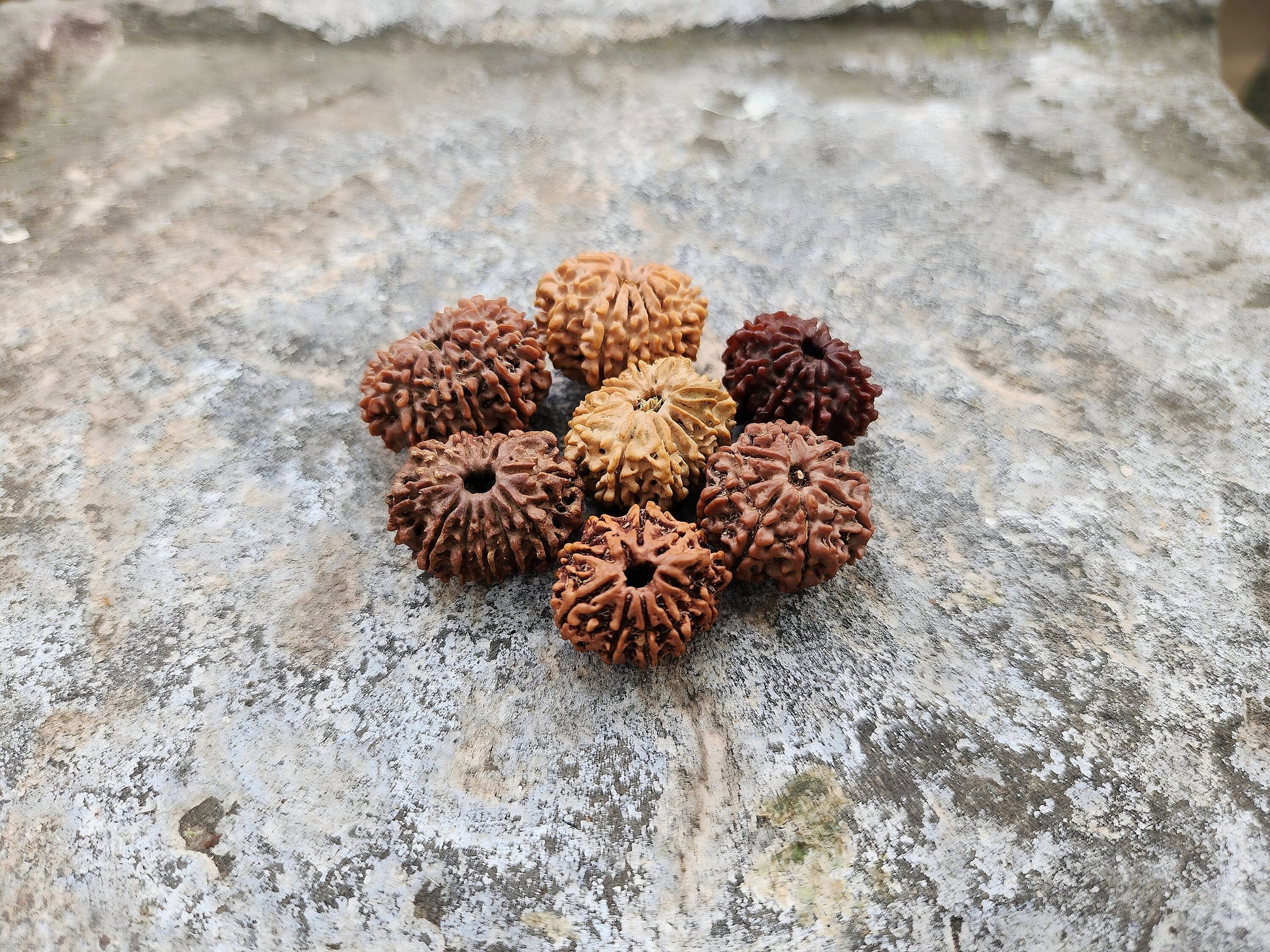 Rare Natural Nepalese Rudrakhsha Seeds, Original 8-14 Faces Rudraksha Set