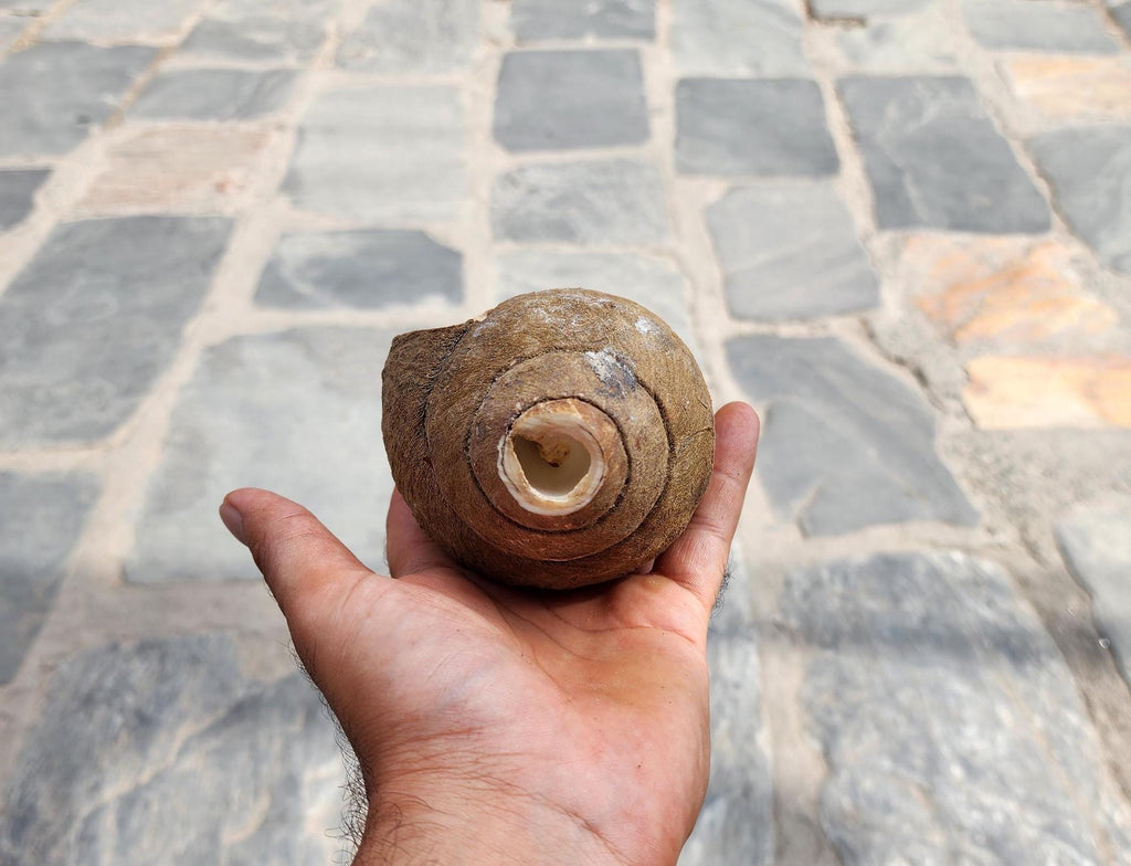Premium Quality Raw Unaltered Sankha Conch Shell