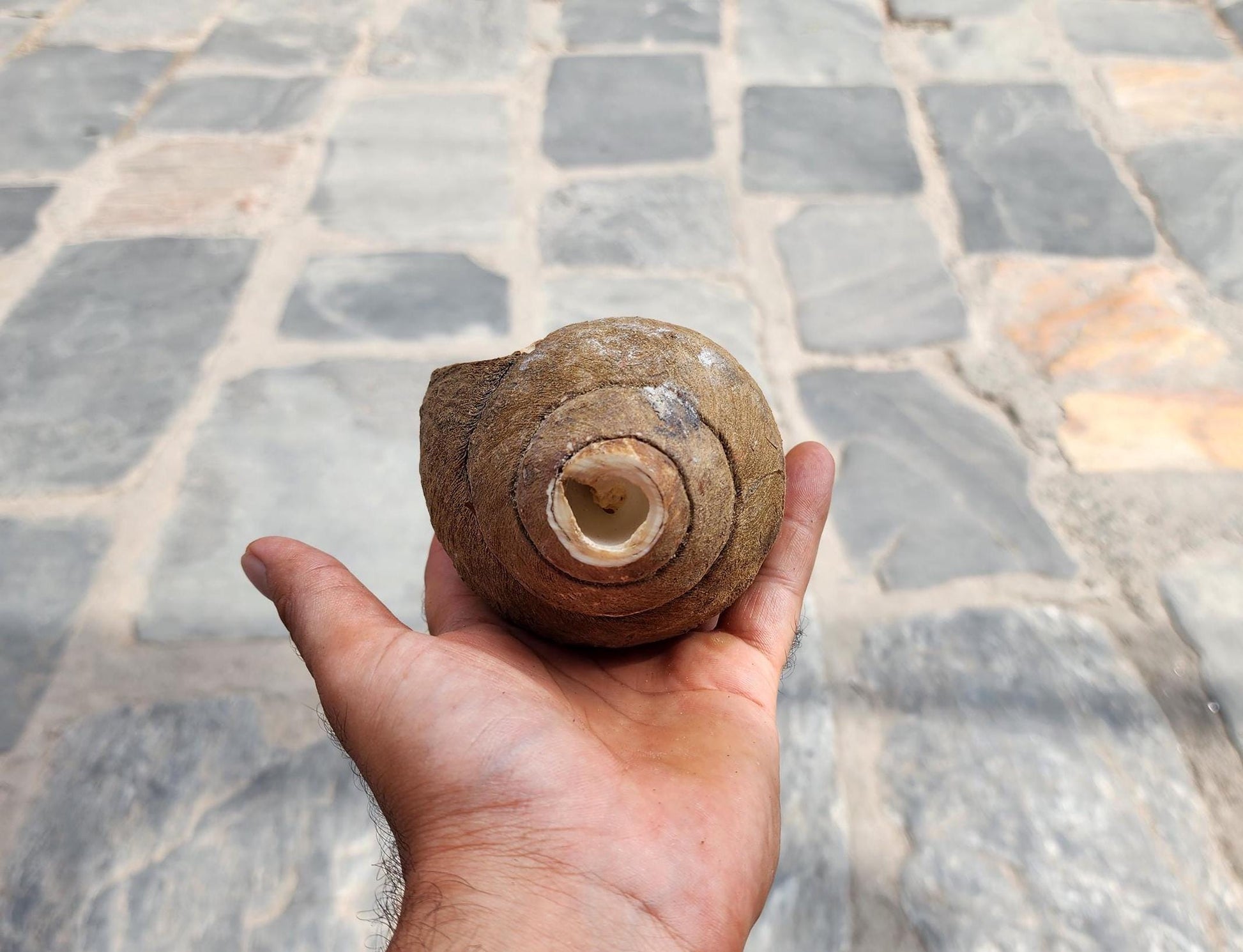 Premium Quality Raw Unaltered Sankha Conch Shell