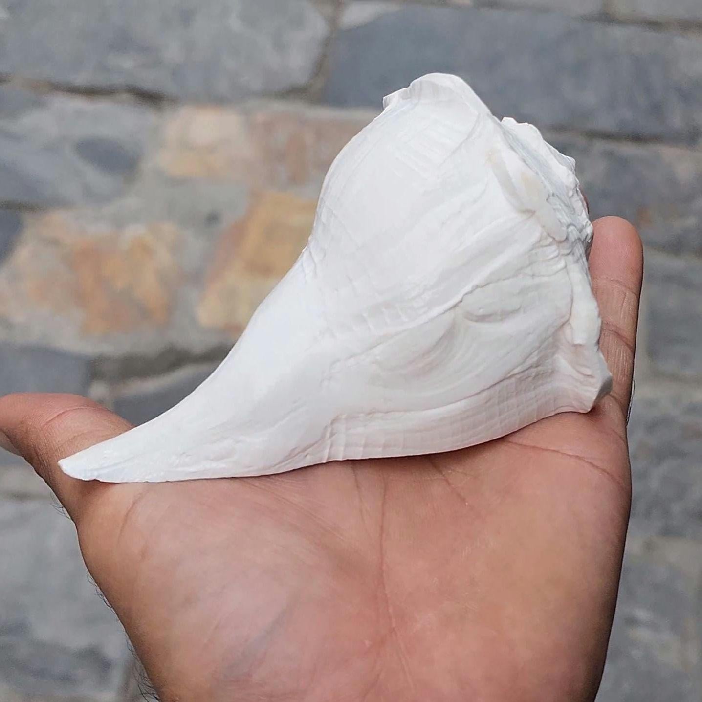 Dakshinavarti Conch, Right Hand Shankha