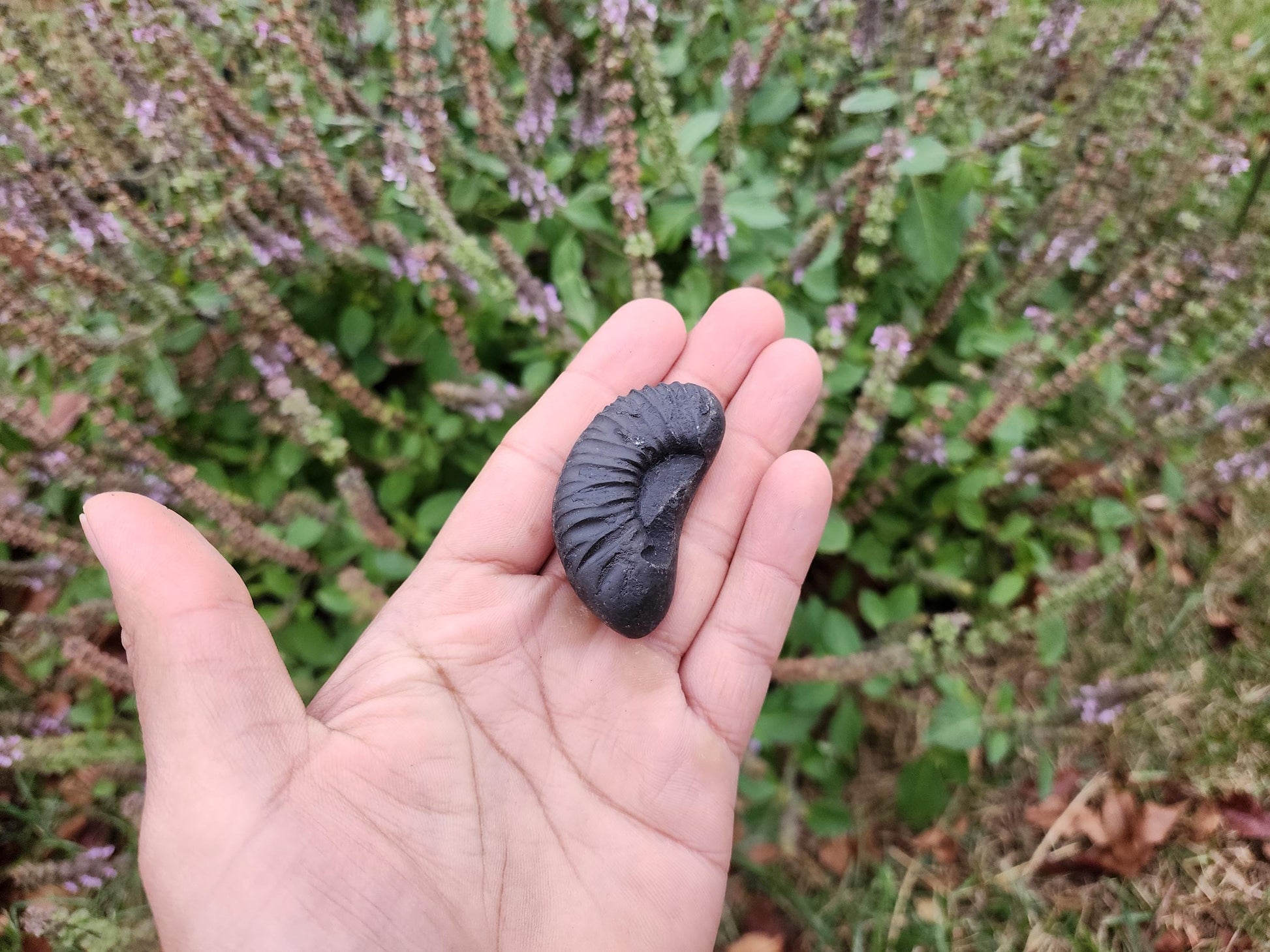 Half Moon Sacred Shaligram Stone
