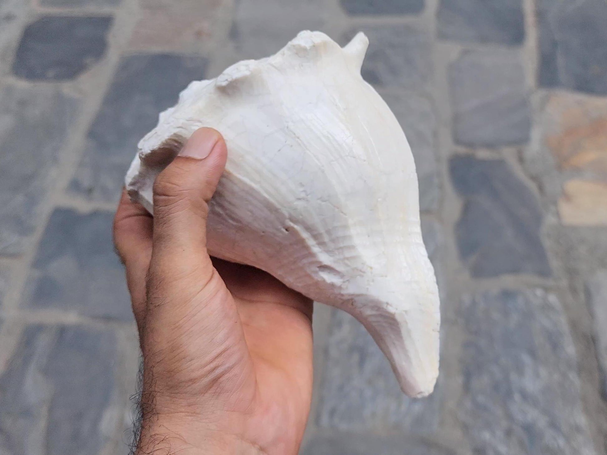 Right-Hand Sankha, Premium Quality Large Right-Hand Blowing Sankha For Purity And Sound Healing, Natural Blowing Conch Shell