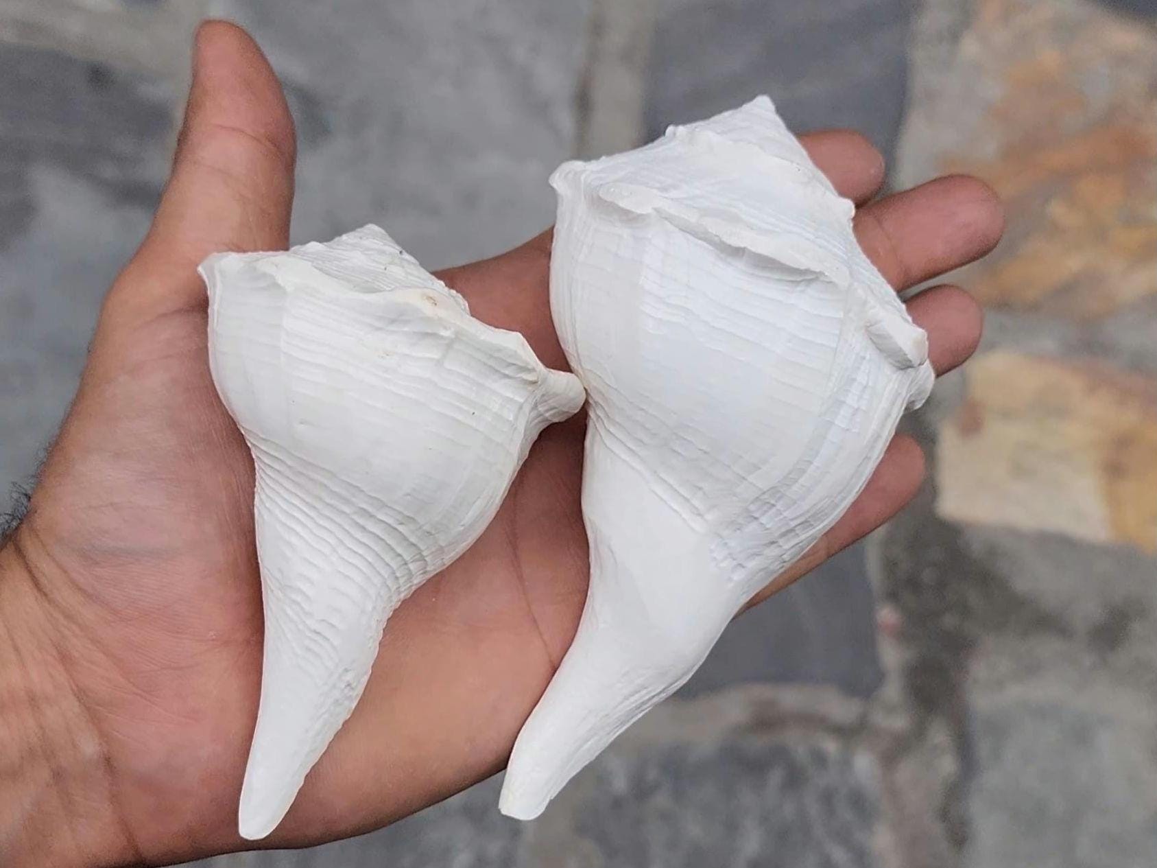 Dakshinavarti Conch, Right Hand Shankha