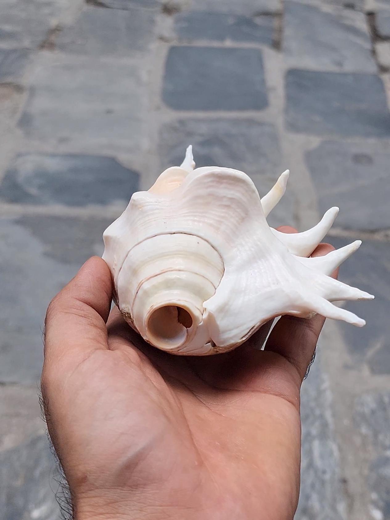 Angel Aura Healing Shankha Natural Conch Shell For Spiritual And Mental Healing