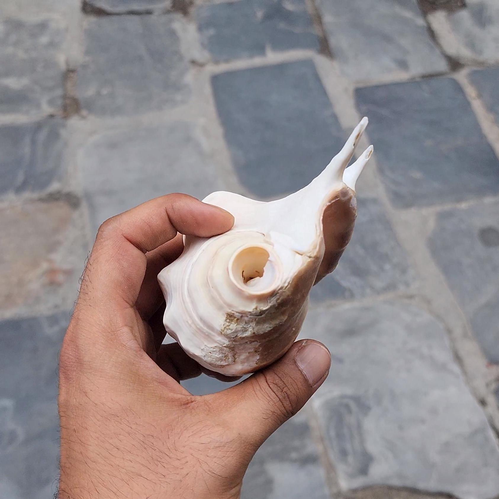 Angel Aura Healing Shankha Natural Conch Shell For Spiritual And Mental Healing