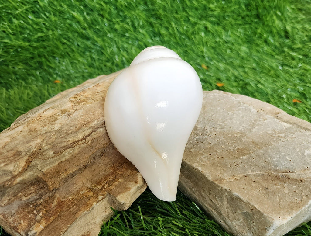 Natural Blowing Conch Shell