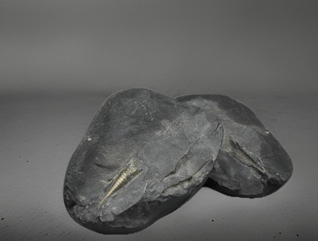 Shiva Linga Shaligram
