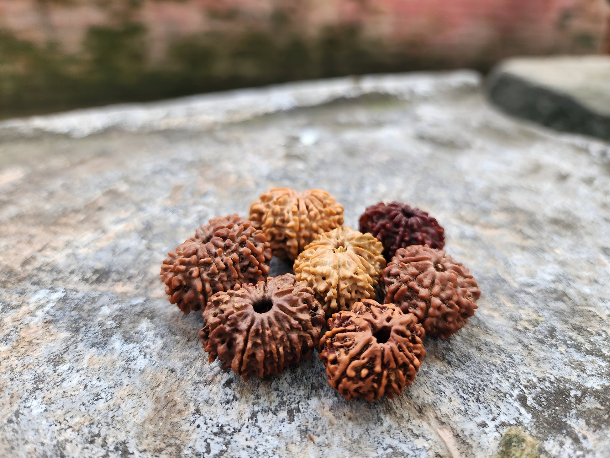 Rare Natural Nepalese Rudrakhsha Seeds, Original 8-14 Faces Rudraksha Set