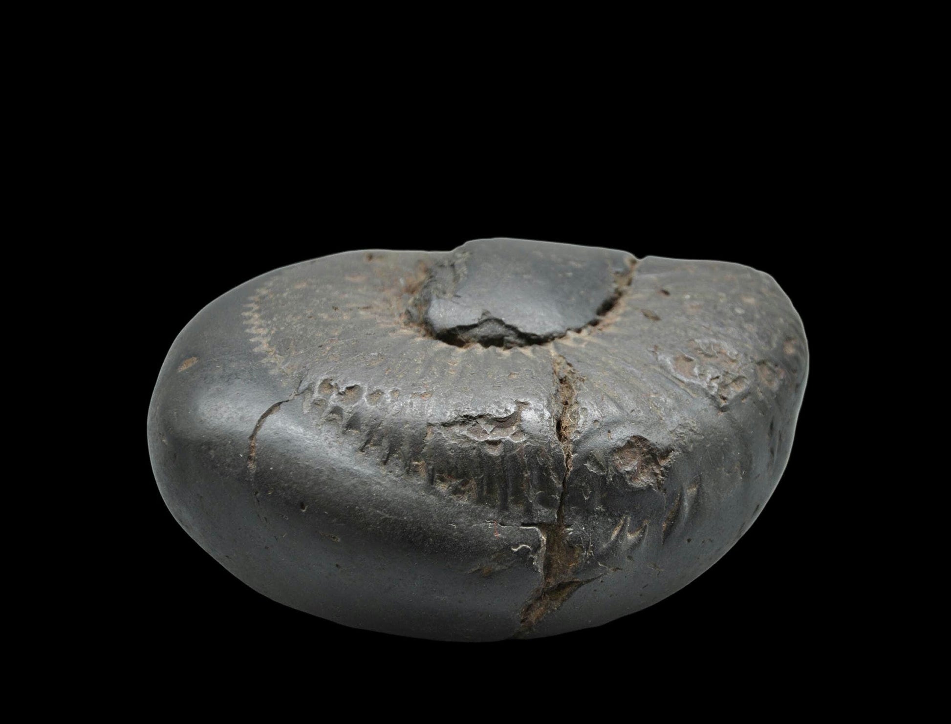Surya Sun God Deity Shaligram Stone