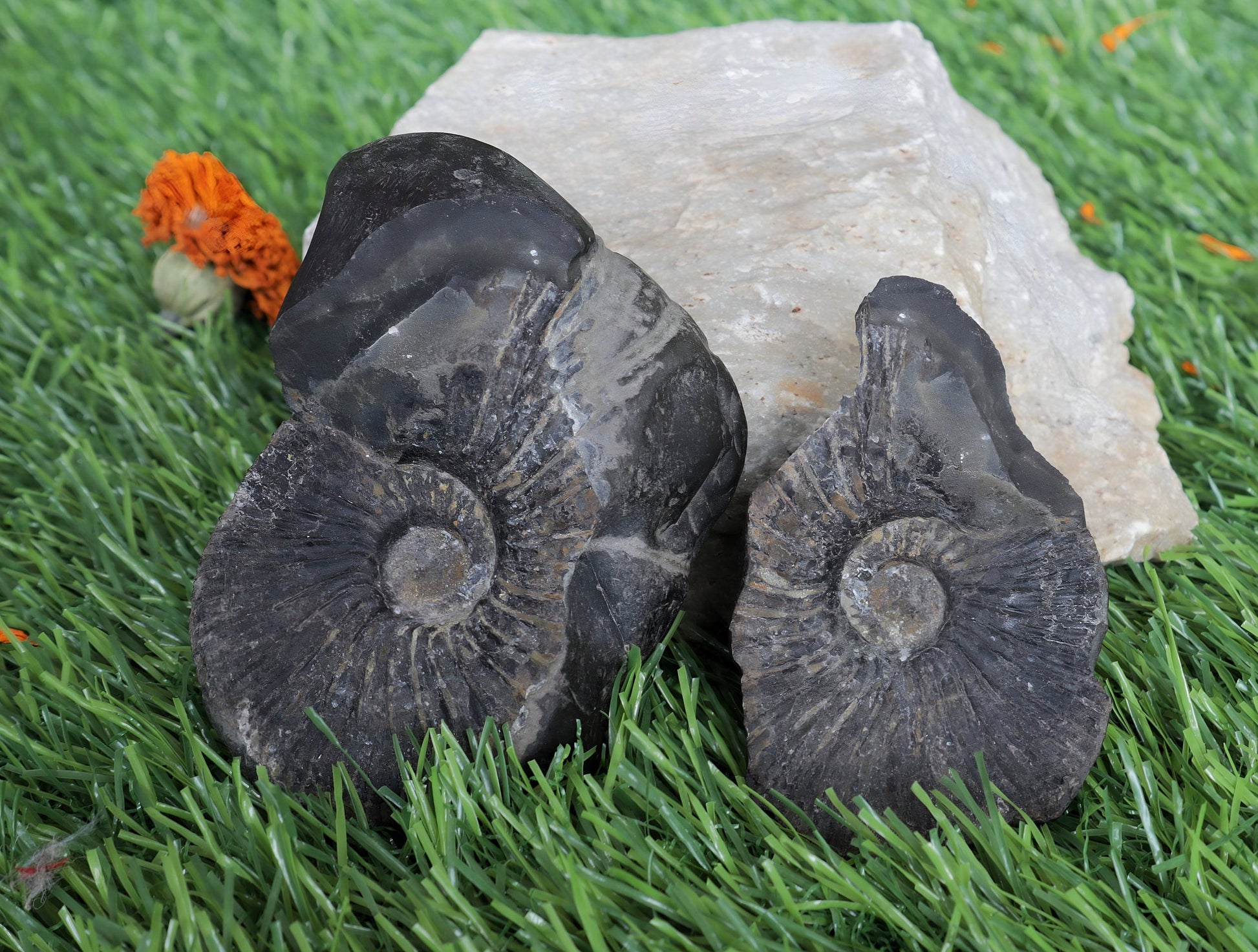 Laxmi Narayan Shaligram Stone