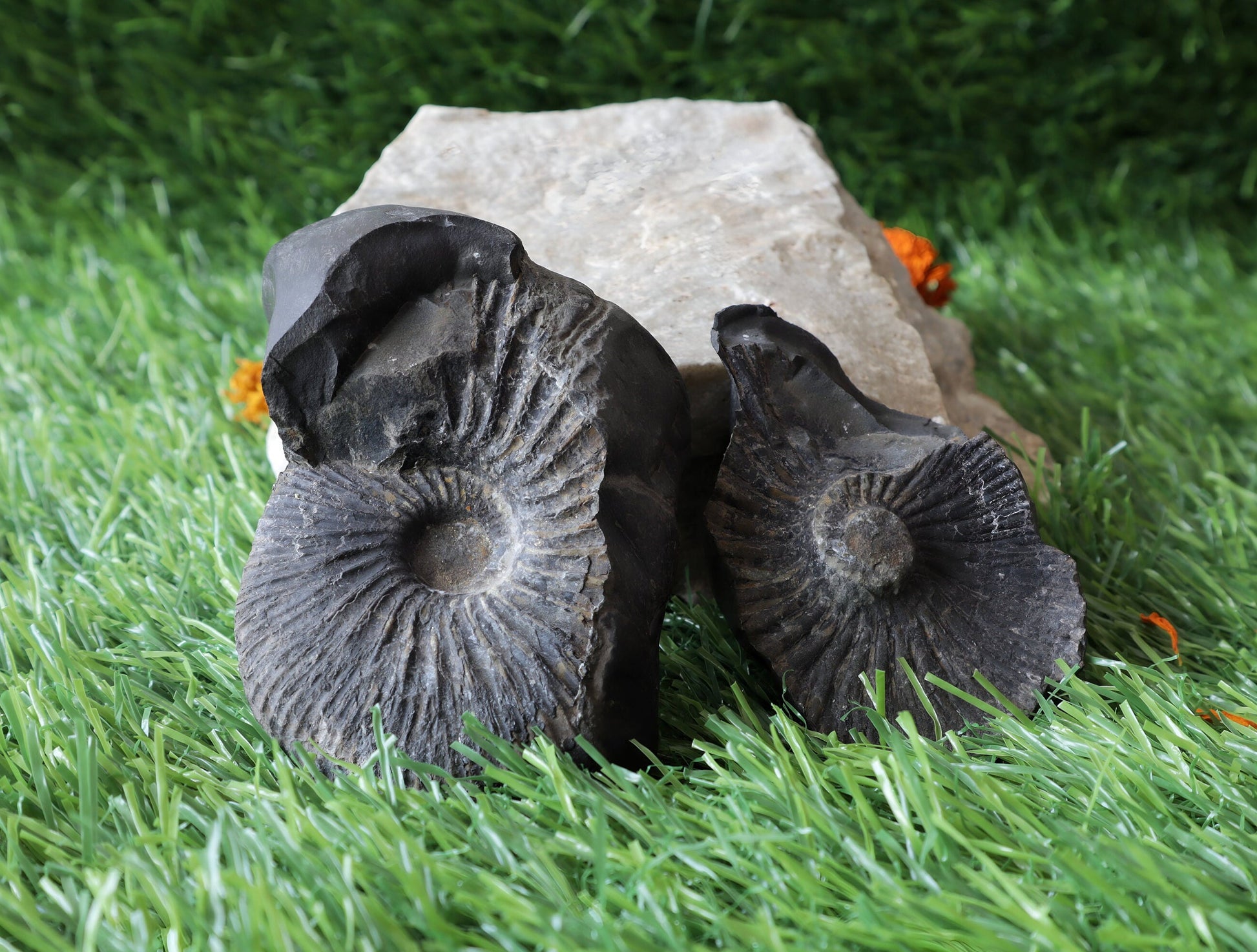Laxmi Narayan Shaligram Stone