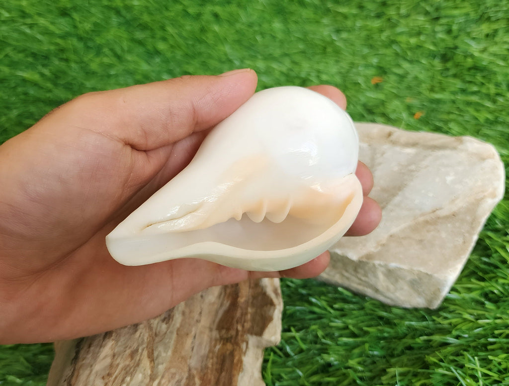 Natural Blowing Conch Shell