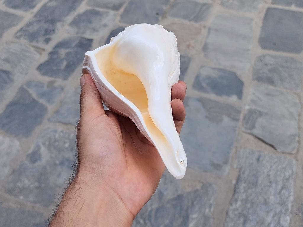 Right-Hand Sankha, Premium Quality Large Blowing Conch For Purity And Sound Healing