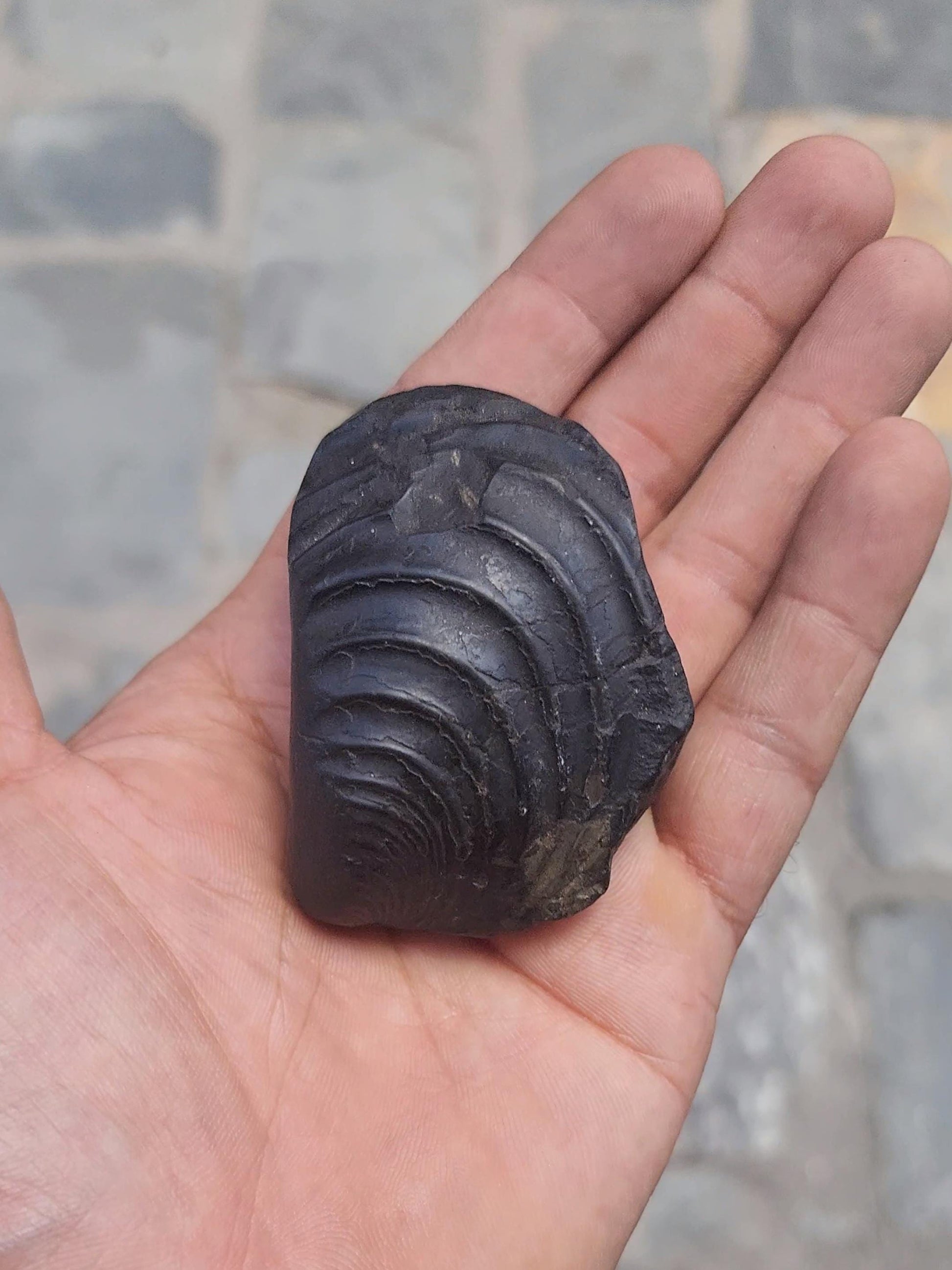 7 Chakras Healing Shaligram