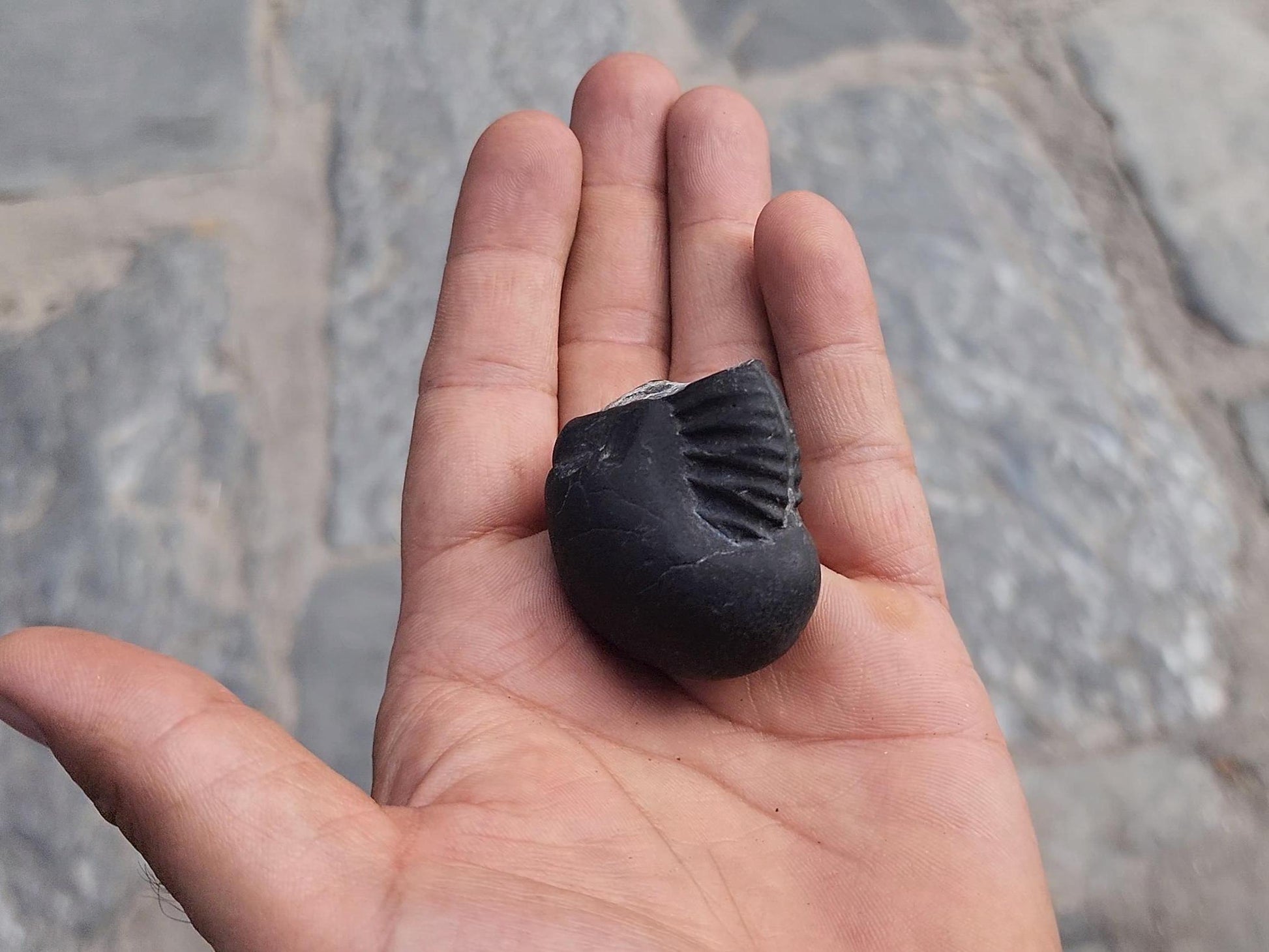Pisces Lucky Stone – Rare Fish-Shaped Sacred Shaligrama For Intuition And Spiritual Flow