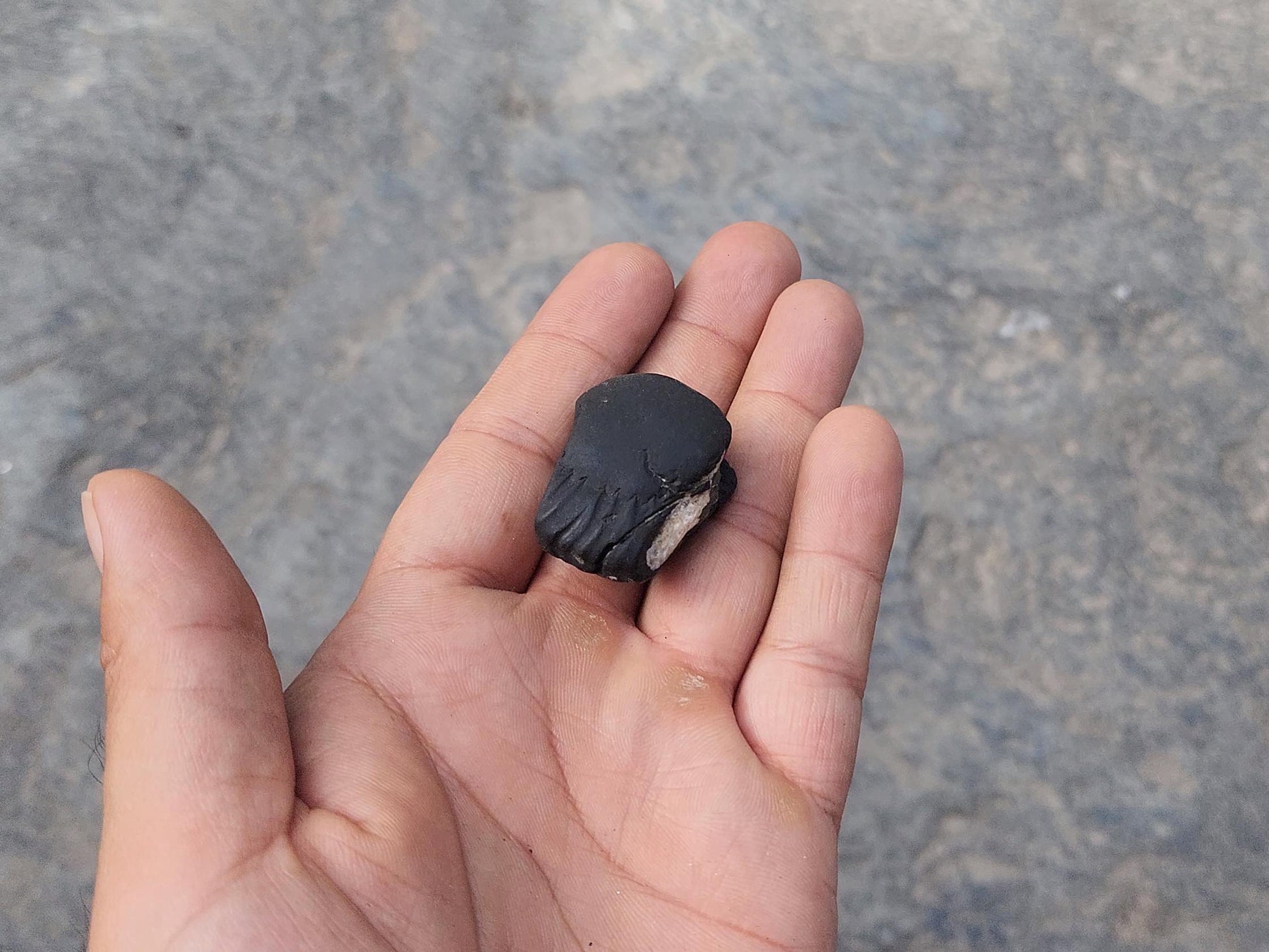 August Birthstone Shaligram – Sacred Power Stone For The Brave And Fearless August Born
