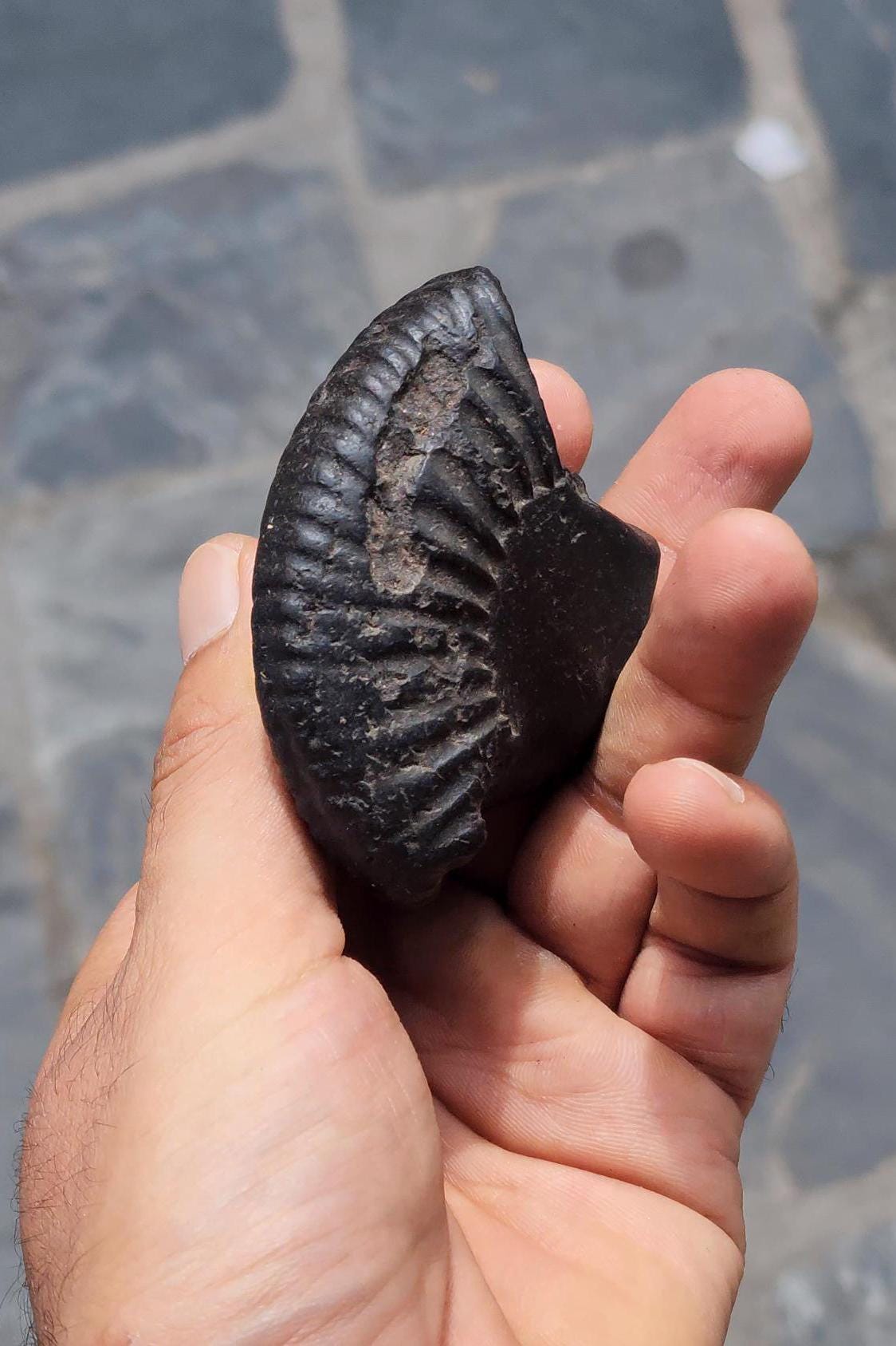 Double Chakra Shaligram