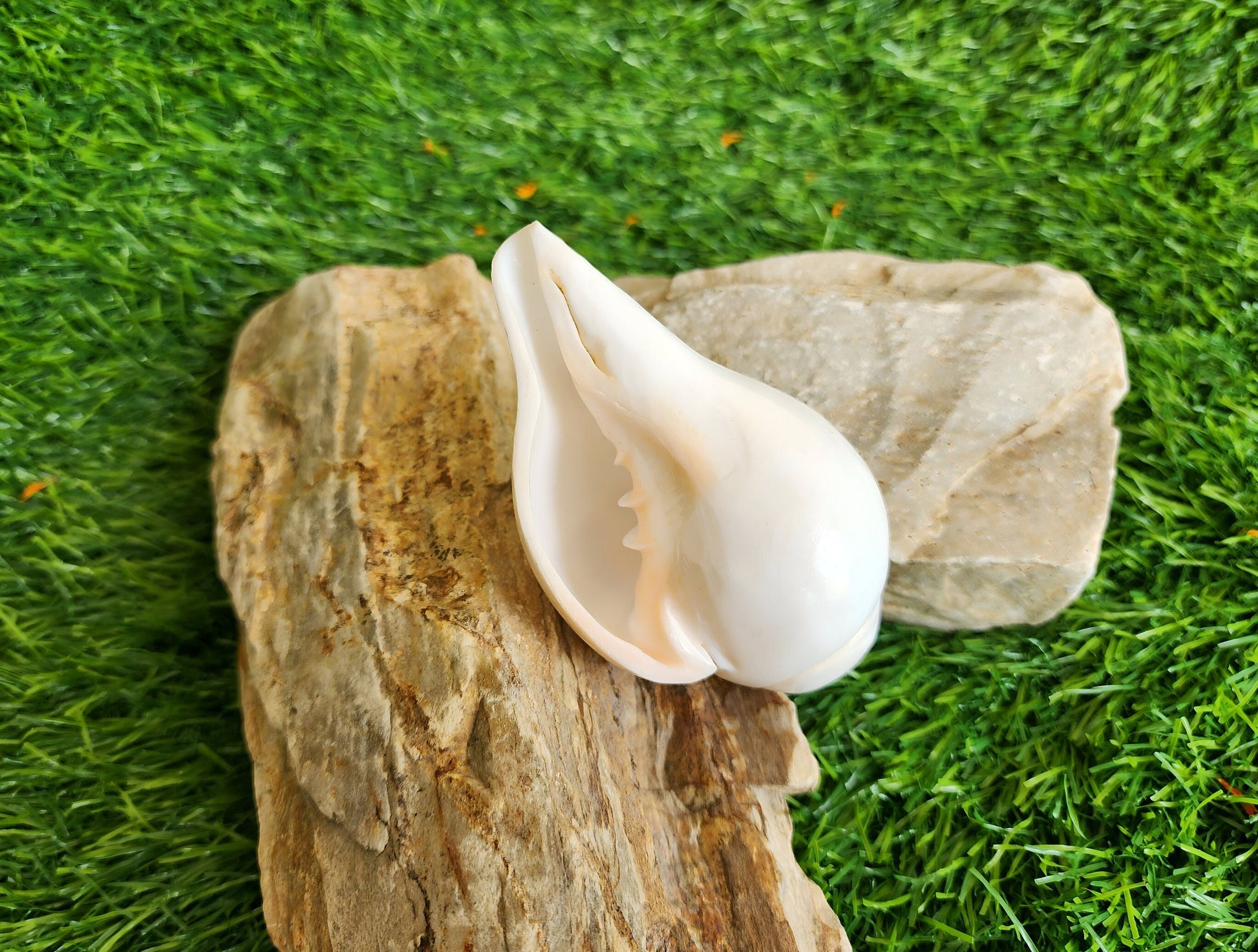 Natural Blowing Conch Shell