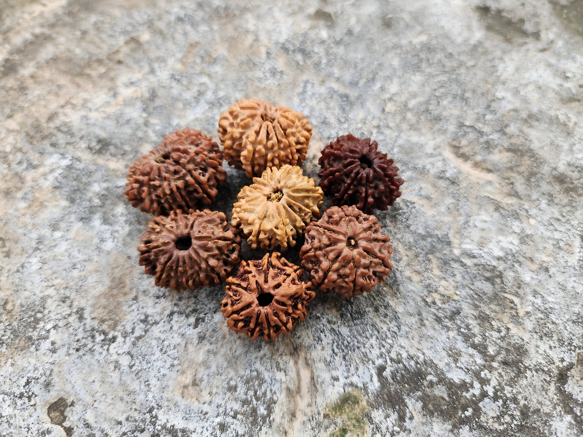 Rare Natural Nepalese Rudrakhsha Seeds, Original 8-14 Faces Rudraksha Set