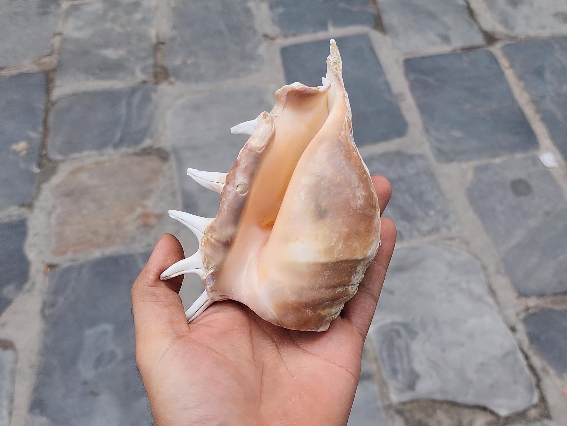 Angel Aura Healing Shankha Natural Conch Shell For Spiritual And Mental Healing