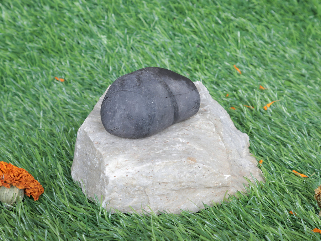 Shiva Linga Shaligram From Muktinath Nepal