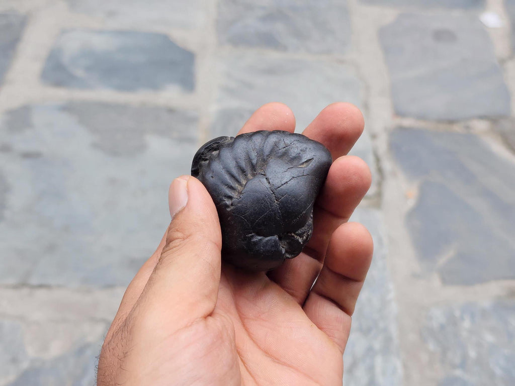Narasimha Shaligram The Fourth Avatar Of Hindu God Vishnu